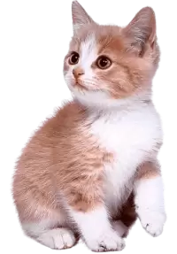 قطط للبيع في النرويج : أفضل الأسعار