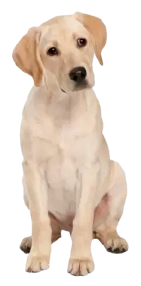 كلاب للبيع في النرويج : أفضل الأسعار