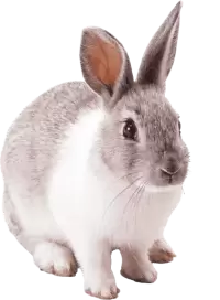 ارانب للبيع في النرويج : أفضل الأسعار