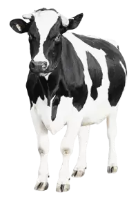 أبقار للبيع في النرويج : أفضل الأسعار