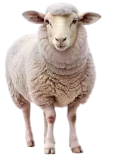 خرفان و اغنام للبيع في النرويج