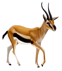 غزلان للبيع في النرويج : أفضل الأسعار