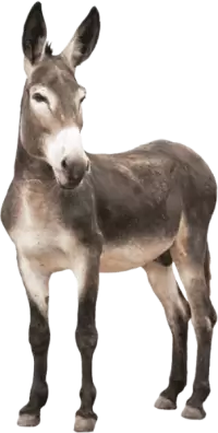 حمير للبيع في النرويج : أفضل الأسعار