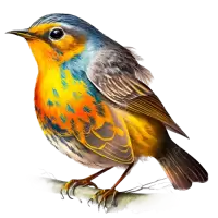 طيور و عصافير للبيع في النرويج : أفضل الأسعار