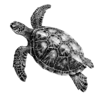 سلاحف و زواحف للبيع في النرويج