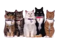 حيوانات للتبني فى النرويج