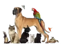 حيوانات اخرى للبيع فى النرويج