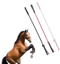 ترويض و تدريب فى النرويج