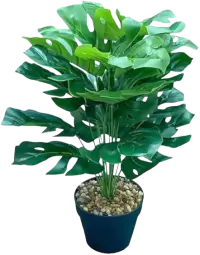 بذور و فسائل صغيرة فى النرويج