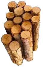 اشجار تالفة للحطب فى النرويج